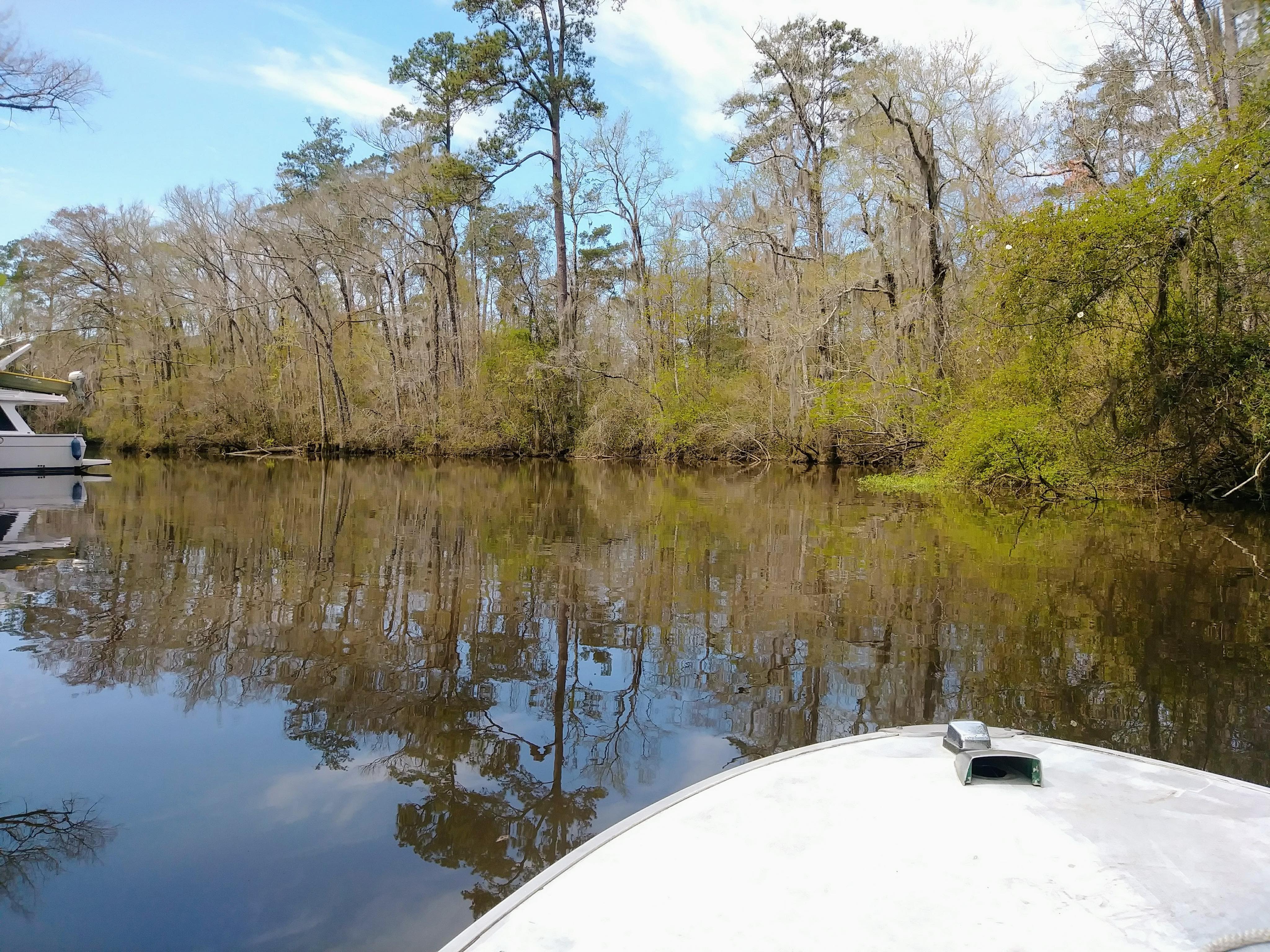 Stained bayou water reflecting tree-lined banks in Southeast Louisiana